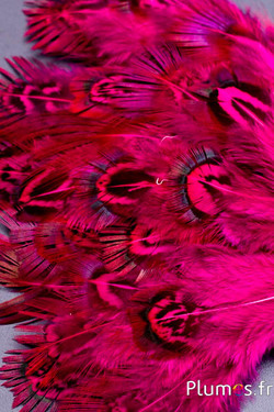 Faisan doré - 5-8 cm - menthe-fuchsia